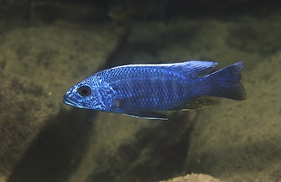 Sciaenochromis fryeri 'Chinyamwezi Island'